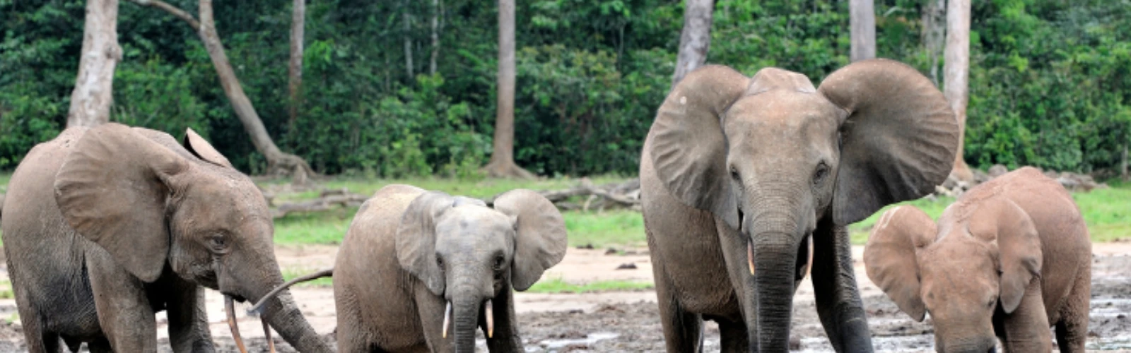 Jijamata Udyan (Rani Baug): Mumbai’s Historic Zoo & Botanical Garden