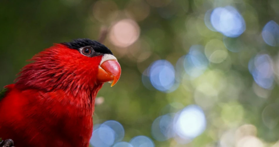جياتاماتا أوديان (راني باوغ). حديقة حيوانات وحديقة نباتية تاريخية في مومباي