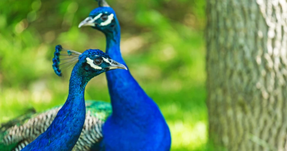 جياتاماتا أوديان (راني باوغ). حديقة حيوانات وحديقة نباتية تاريخية في مومباي