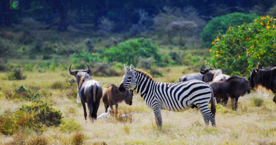 جياتاماتا أوديان (راني باوغ). حديقة حيوانات وحديقة نباتية تاريخية في مومباي